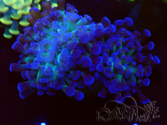 WYSIWYG Euphyllia paraancora (Mariculture acclimaté sous LED) 4E4