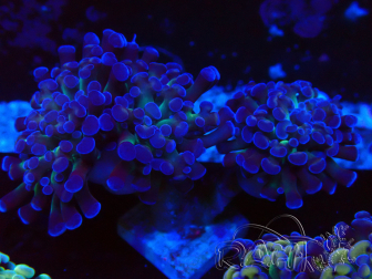 WYSIWYG Euphyllia paraancora (Mariculture acclimated under LED) 4E5