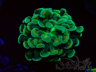 WYSIWYG Euphyllia paraancora (Acclimatato da maricoltura sotto LED) 4E6