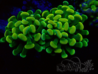 WYSIWYG Euphyllia paraancora (Mariculture acclimaté sous LED) 4E9