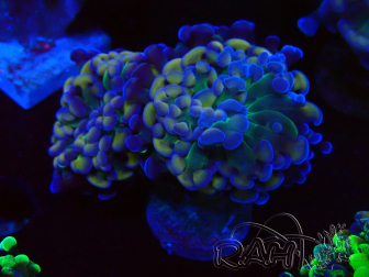 WYSIWYG Euphyllia paraancora (Mariculture acclimated under LED) 4E6