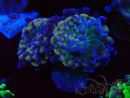 WYSIWYG Euphyllia paraancora (Mariculture acclimated under LED) 4E6