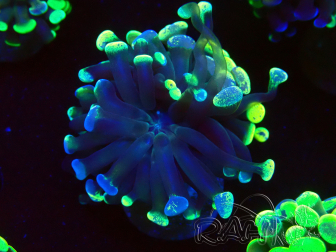 WYSIWYG Euphyllia paraancora (Maricultura acclimatata sotto LED) 4F1