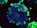 WYSIWYG Euphyllia paraancora (Maricultura acclimatata sotto LED) 4F1