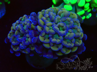 WYSIWYG Euphyllia paraancora (Mariculture acclimaté sous LED) 4F2