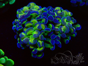 WYSIWYG Euphyllia paraancora (Mariculture acclimaté sous LED) 4F3