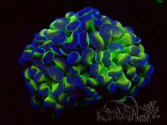 WYSIWYG Euphyllia paraancora (Mariculture acclimaté sous LED) 4F4
