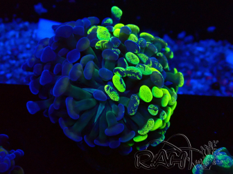 WYSIWYG Euphyllia paraancora (Marikultur akklimatisiert unter LED) 4F5