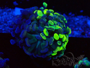 WYSIWYG Euphyllia paraancora (Maricultura aclimatada bajo LED) 4F5