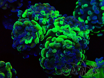 WYSIWYG Euphyllia paraancora (Mariculture acclimaté sous LED) 4F6