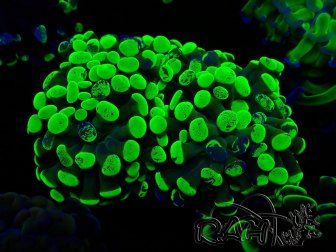 WYSIWYG Euphyllia paraancora (Mariculture acclimated under LED) 4F6