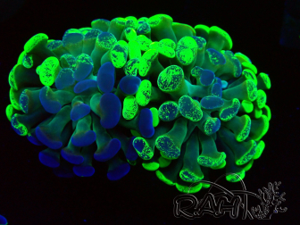 WYSIWYG Euphyllia paraancora (Marikultur akklimatisiert unter LED) 4F5