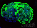 WYSIWYG Euphyllia paraancora (Mariculture acclimaté sous LED) 4F5