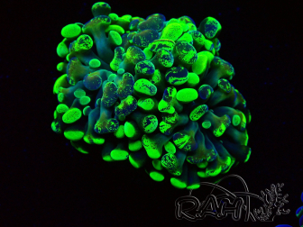 WYSIWYG Euphyllia paraancora (Mariculture acclimated under LED) 4F6
