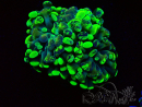 WYSIWYG Euphyllia paraancora (Mariculture acclimaté sous LED) 4F9