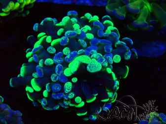 WYSIWYG Euphyllia paraancora (Mariculture acclimaté sous LED) 4F10