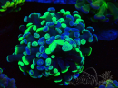 WYSIWYG Euphyllia paraancora (Mariculture acclimaté sous LED) 4F10