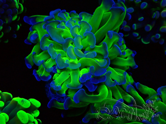 WYSIWYG Euphyllia paraancora  (Mariculture acclimaté sous LED) 4G1