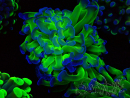 WYSIWYG Euphyllia paraancora (Mariculture acclimaté sous LED) 4G1