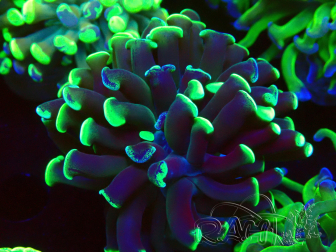 WYSIWYG Euphyllia paraancora (Mariculture acclimaté sous LED) 4G2