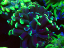 WYSIWYG Euphyllia paraancora (Mariculture acclimaté sous LED) 4G2