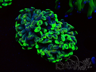 WYSIWYG Euphyllia paraancora (Maricultura aclimatada bajo LED) 4G3