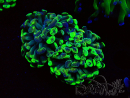 WYSIWYG Euphyllia paraancora (Mariculture acclimaté sous LED) 4G3