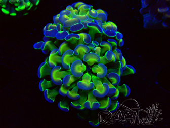 WYSIWYG Euphyllia paraancora (Mariculture acclimaté sous LED) 4G4