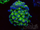 WYSIWYG Euphyllia paraancora (Mariculture acclimaté sous LED) 4G4