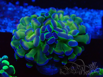 WYSIWYG Euphyllia paraancora (Mariculture acclimaté sous LED) 4G5