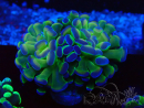 WYSIWYG Euphyllia paraancora (Maricoltura acclimatata sotto LED) 4G5