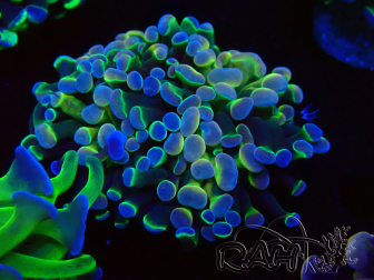 WYSIWYG Euphyllia paraancora (Marikultur akklimatisiert unter LED) 4G6
