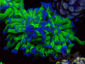 WYSIWYG Euphyllia paraancora (Maricultured acclimated under LED) 4G5