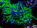 WYSIWYG Euphyllia paraancora (Mariculture acclimaté sous LED) 4G5