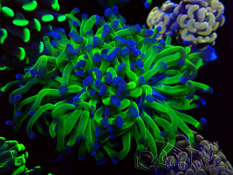 WYSIWYG Euphyllia paraancora (Mariculture acclimaté sous LED) 4G8