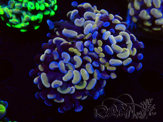 WYSIWYG Euphyllia paraancora (Marikultur unter LED akklimatisiert) 4G5