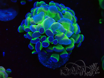 WYSIWYG Euphyllia paraancora  (Mariculture acclimaté sous LED) 4G10