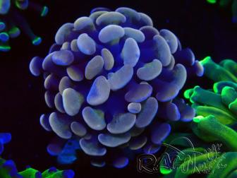 WYSIWYG Euphyllia paradivisa (Mariculture acclimaté sous LED) 4H1