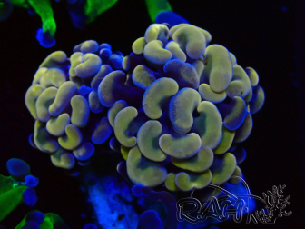 WYSIWYG Euphyllia paraancora (Marikultur unter LED akklimatisiert) 4H2