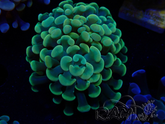 WYSIWYG Euphyllia paraancora (Mariculture acclimaté sous LED) 4D5