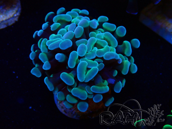 WYSIWYG Euphyllia paraancora (Mariculture acclimated under LED) 4D6