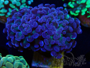 WYSIWYG Euphyllia paraancora (Maricultura acclimatata sotto LED) 4E1