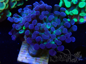 WYSIWYG Euphyllia paraancora (Mariculture acclimated under LED) 4E2