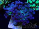 WYSIWYG Euphyllia paraancora (Mariculture acclimated under LED) 4E2