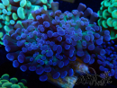 WYSIWYG Euphyllia paraancora (Maricultura aclimatada bajo LED) 4E3