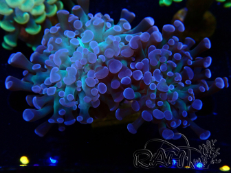 WYSIWYG Euphyllia paraancora (Mariculture acclimaté sous LED) 4E4