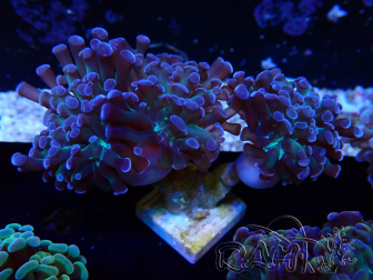 WYSIWYG Euphyllia paraancora (Mariculture acclimaté sous LED) 4E5