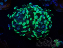 WYSIWYG Euphyllia paraancora (Mariculture acclimaté sous LED) 4E6