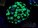 WYSIWYG Euphyllia paraancora (Mariculture acclimaté sous LED) 4E5