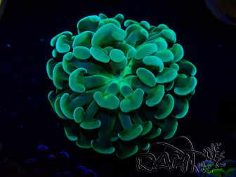 WYSIWYG Euphyllia paraancora (Mariculture acclimaté sous LED) 4E8